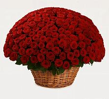 Премиум букет из: Розы в Тобольске